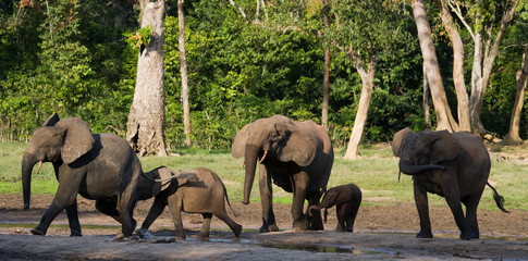 Group of forest elephants in the forest edge. Republic of Congo. Dzanga-Sangha Special Reserve. Central African Republic. An excellent illustration.