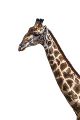 Giraffe portrait isolated in white background