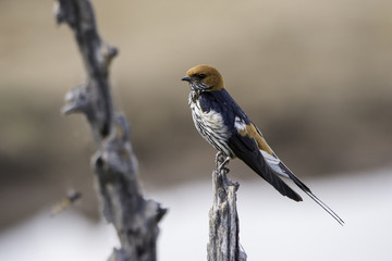 lesser stripped swallow