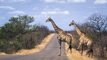 Giraffe in Kruger National park