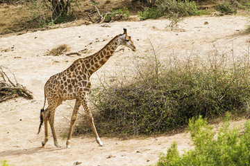 Giraffe in Kruger National park