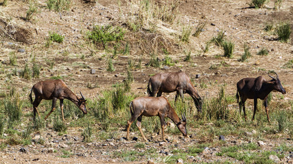 Common tsessebe in Kruger National park