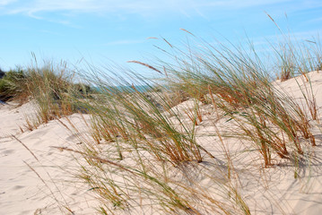 PAISAJE SALVAJE EN UNA PLAYA