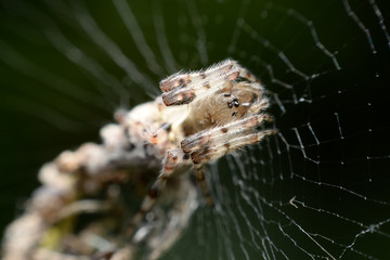 Spider on area wildlife sanctuary in Thailand.