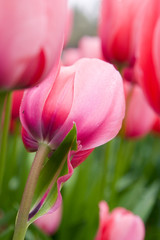 Tulip Garden - Pink Tulip, Shallow Focus