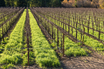 Fototapeta na wymiar Wine grape vines with grass between rows