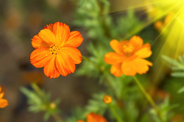 Beautiful spring flowers