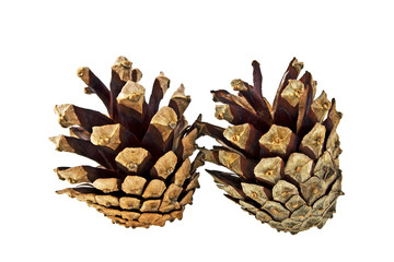 Pine cones isolated on white background