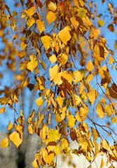Beautiful yellow leaves