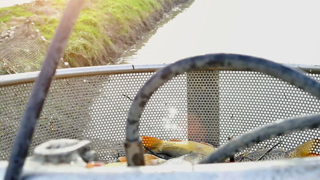 Harvesting and transport of fish using mechanical arm with a bucket in slow motion, Slow Motion Video Clip