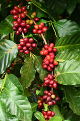 Obraz premium Coffee beans ripening on a tree.