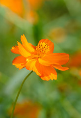 Cosmos flower on sky background