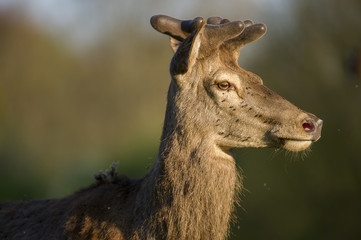 Portrait de cerf en velours