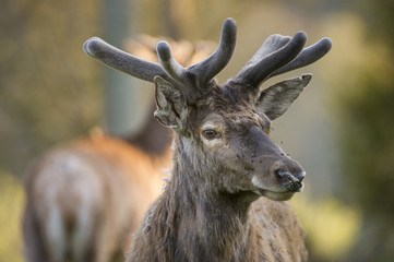 Portrait de cerf en velours