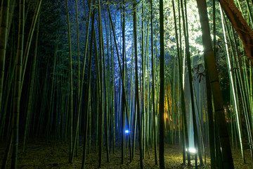 京都・嵐山の竹林を夜間ライトアップ