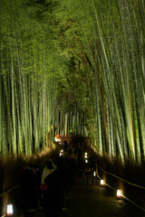 京都・嵐山の竹林を夜間ライトアップ