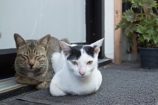 Two cats lying on the floor.