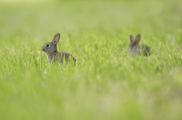 jeunes lapins dans une prairie