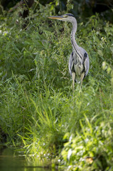 Héron à l'affût au bord d'un ruisseau