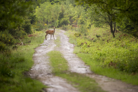 Fototapeta biche qui traverse un chemin forestier