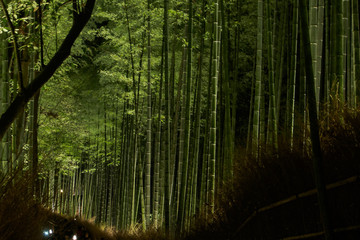 京都・嵐山の竹林を夜間ライトアップ