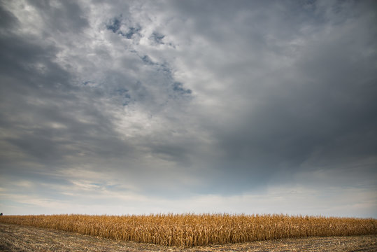 Wheat field. Bad weather