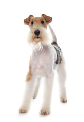 purebred fox terrier