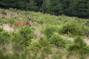 Cerf qui brame en forêt