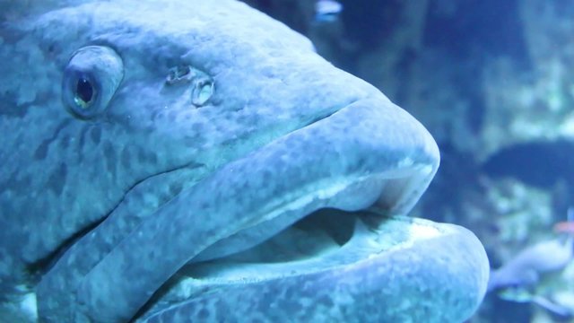 The Dusky Grouper (Epinephelus marginatus, formerly Epinephelus gigas), or Merou is the best known grouper of the African coast. Closeup of tropical reef fish.