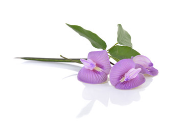 Butterfly pea blossom with leaves on white background