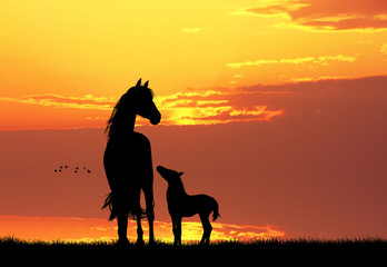 mother horse and her little © adrenalinapura