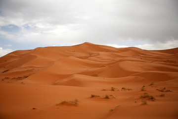 Fototapeta na wymiar The Sahara8