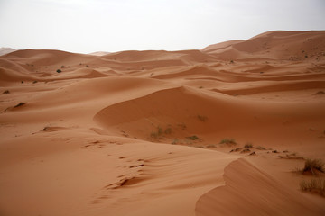 Fototapeta na wymiar The Sahara2