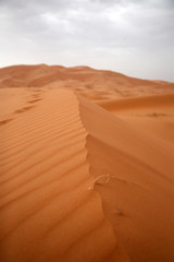Fototapeta na wymiar The Sahara1