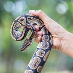 ball python on hand