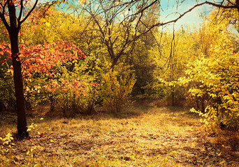 Obraz premium Beautiful autumnal park