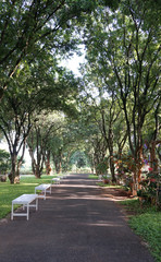 Obraz premium road with tree tunnel
