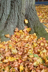 Maple (acer) tree leaves on ground in Autumn