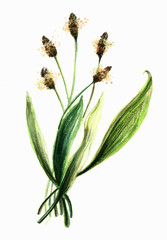 Fototapeta premium Hand painted watercolor illustration of a plantain herb