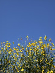 Forsythia.