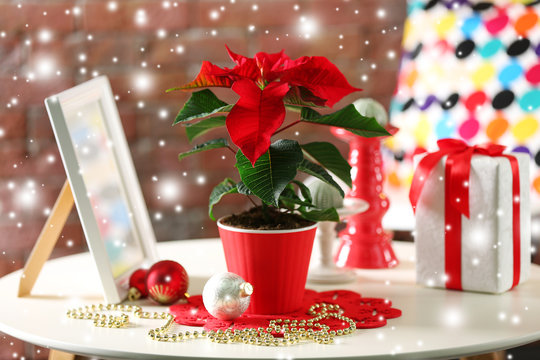 Modern room interior with Christmas flower poinsettia over snow effect
