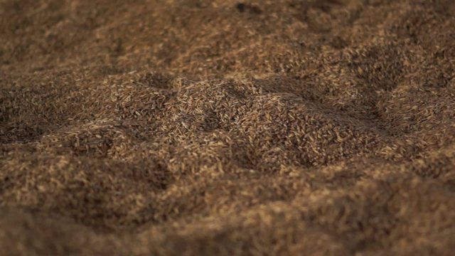close up dolly shot over tons of oat