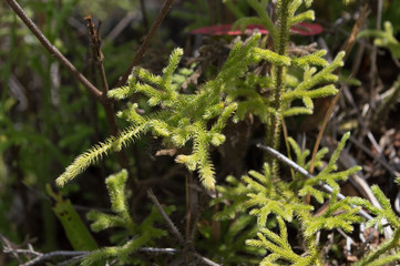 Fern plants