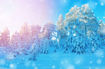 Picturesque sunset in the snowy woods on winter evening