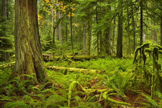 Fototapeta Lush rainforest in Cathedral Grove, Vancouver Island, Canada