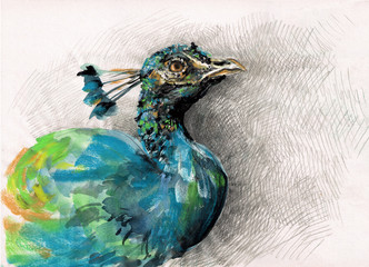 Hand painted peacock