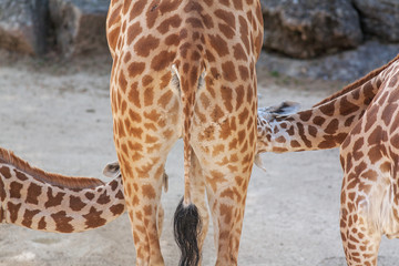 Girafe allaitant ses petits