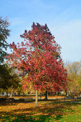 Naklejka premium Bright vibrant color sweetgum tree (Liquidambar styraciflua) lea