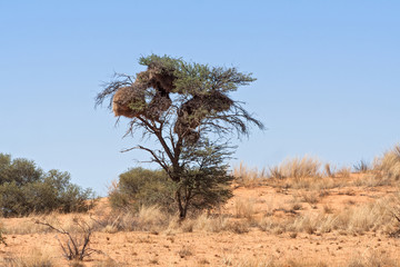 Naklejka na ściany i meble Sociable Weavers nest in the Kalahari Desert,south africa
