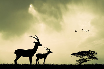 gazelle silhouette at sunset